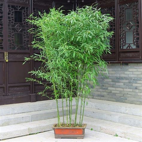 室內植物 竹|竹子怎麼顧？文竹盆栽的徹底照顧指南 